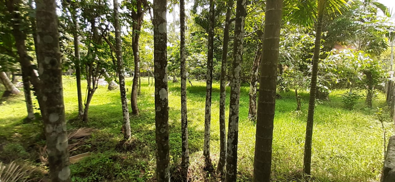 16cent of Commercial Land in Kadavanthra