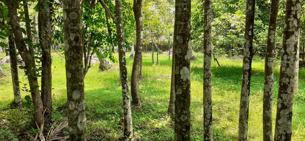 16cent of Commercial Land in Kadavanthra