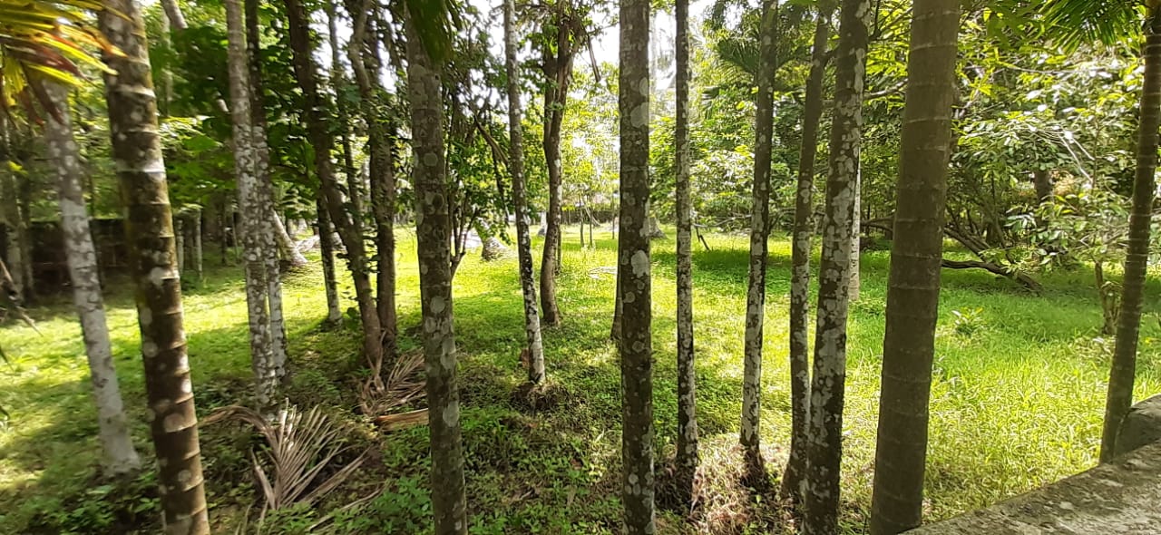 16cent of Commercial Land in Kadavanthra