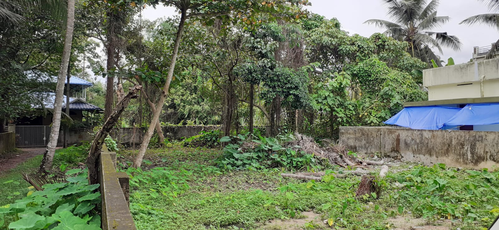 65 cents of purayidam land for sale in Kanthalloor, Munnar