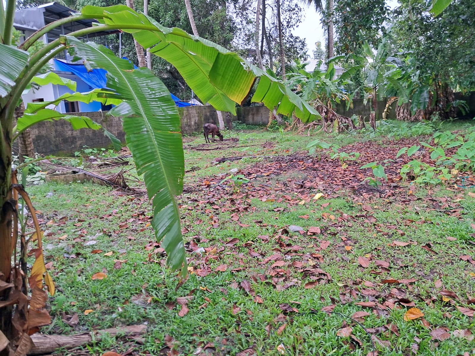 15Cents of Residential Plot