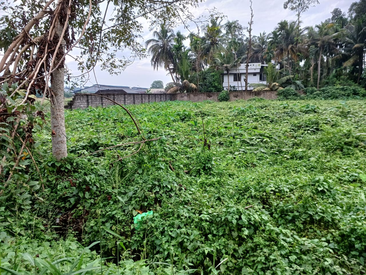 34 cent of Commercial Purpose in Nettoor, Maradu
