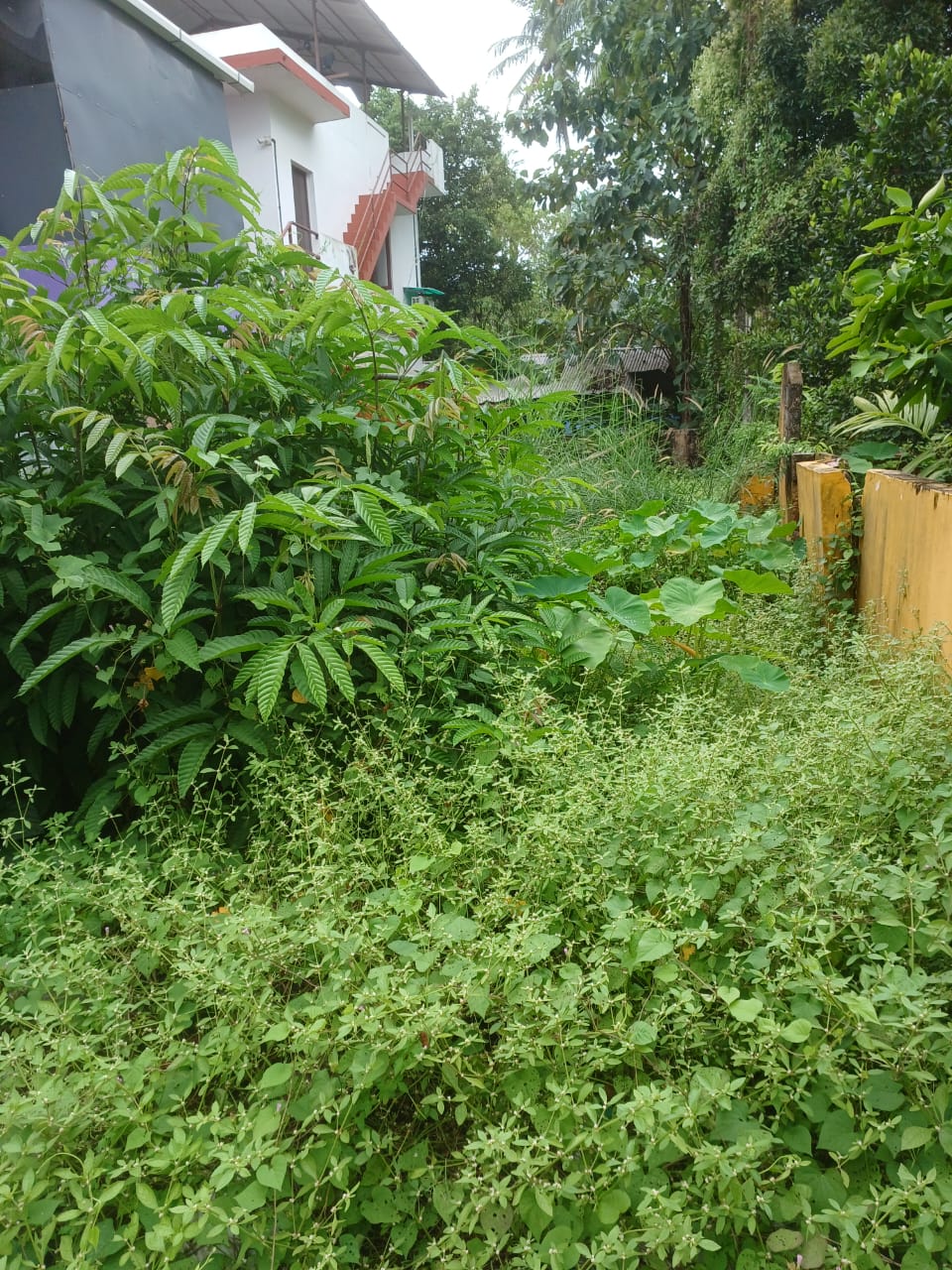 3cent of Commercial Plot