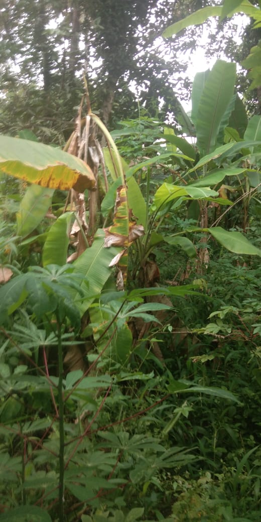 4.5Cents of Residential Plot - for sale in Maradu, Kochi ( Ernakulam ), Kerala