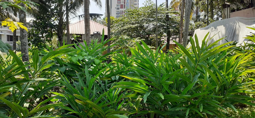 1650sqft, 3BHK Semifurnished Flat in Chalikkavattom, Vyttila