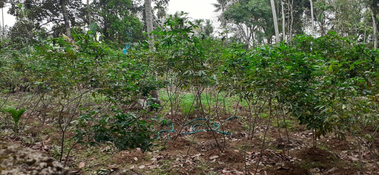 3000sqft, 4BHK Posh house with 10.50cent in Elamakkara, Kaloor