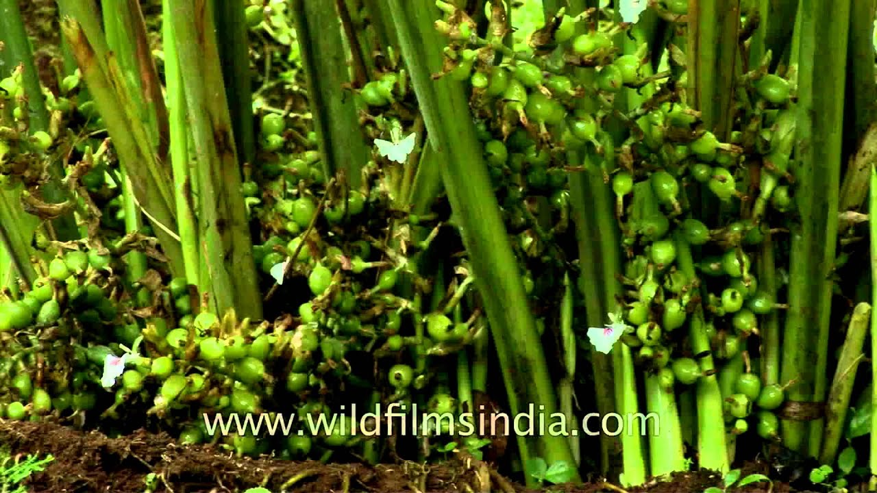 100Acres of Cardamom Plantations - for sale in Munnar, Idukki, Kerala