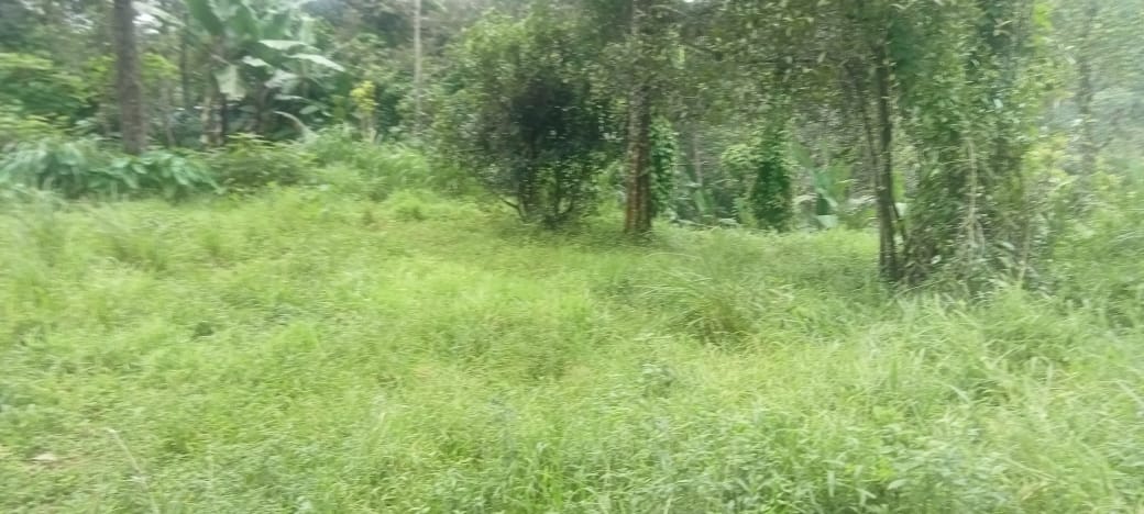 25Cents of Land