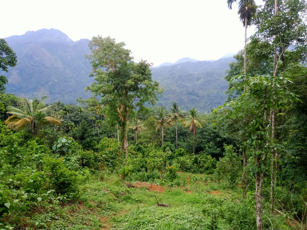 6,7,9,10cents of House Plots in Kizhakkambalam