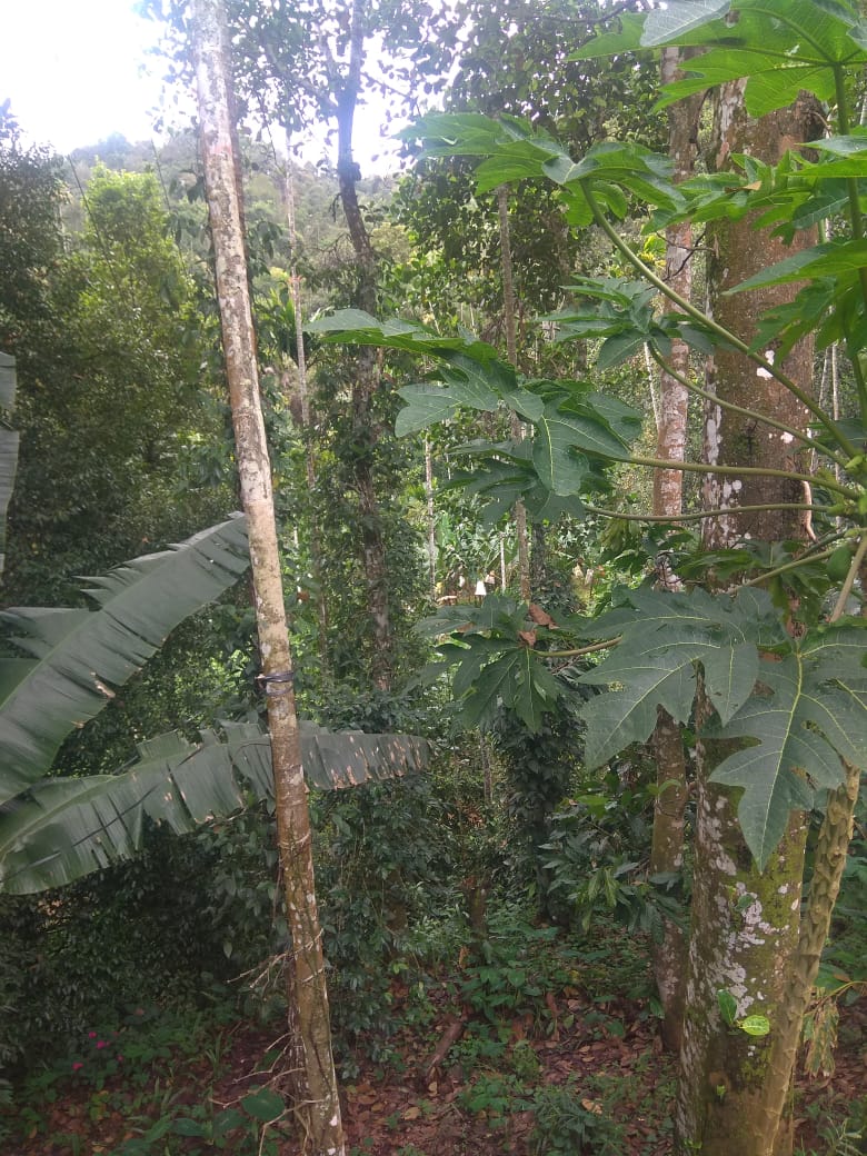 6 Acres of Land with 1300sqft Old House - for sale in Baisonvalley, Idukki, Kerala