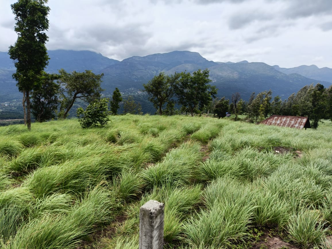 65 cents of purayidam land for sale in Kanthalloor, Munnar