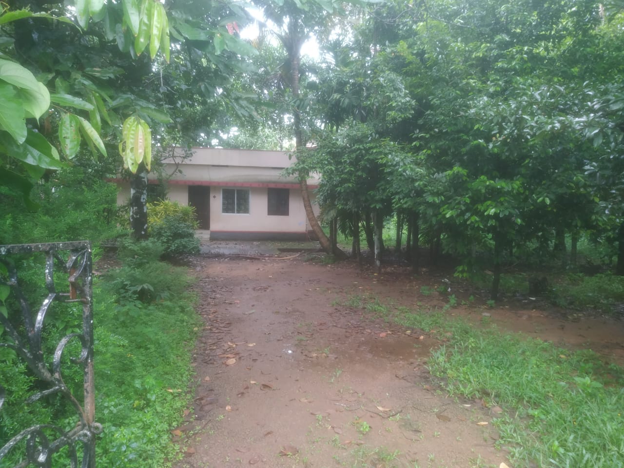 25 Cent  Land for sale. - for sale in Airport Nedumbassery, Kochi ( Ernakulam ), Kerala