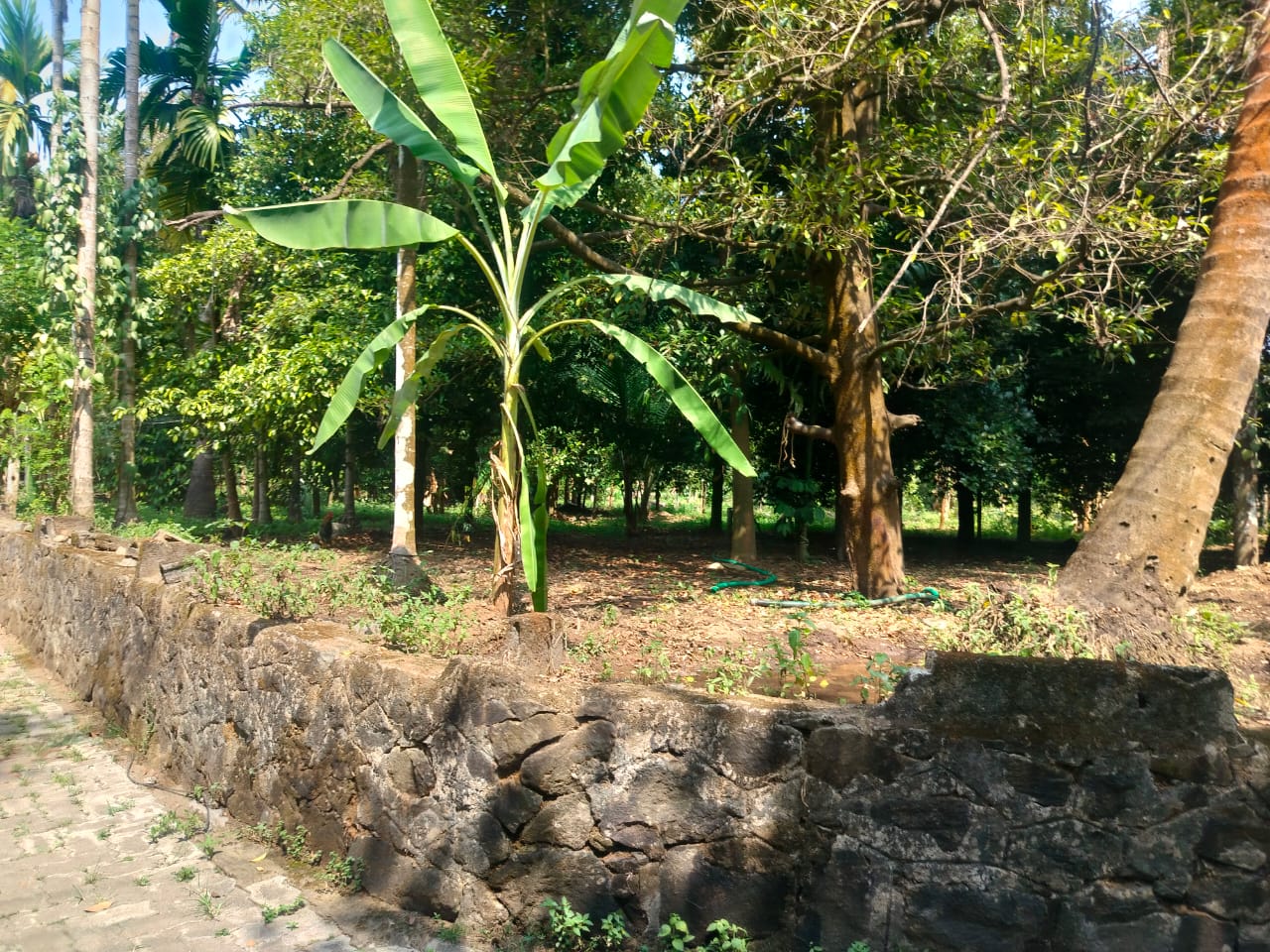 34 cent of land in Angamaly