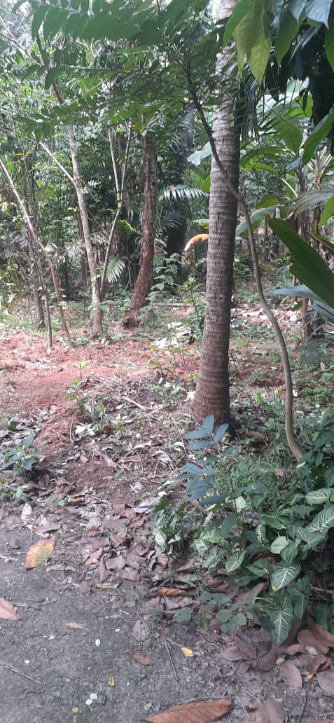 3BHK Fully Furnished Flat  Panampilly Nagar, Ernakulam, 1750 Sqft - for sale in Panampilly Nagar, Kochi ( Ernakulam ), Kerala