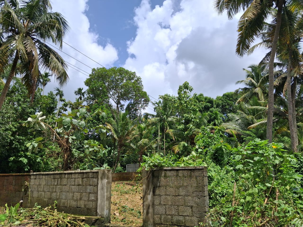 12.5 cents of Farmland in Paravoor