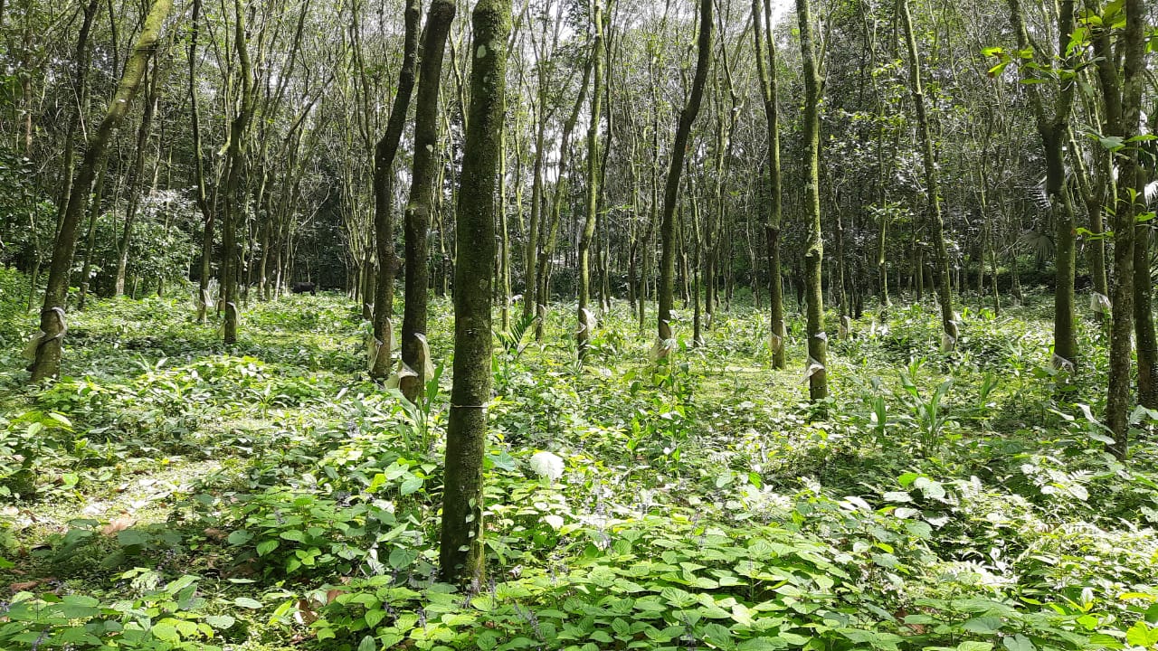 1.30 Acres of Land - for sale in Pravithanam Pala Kottayam, Kottayam, Kerala