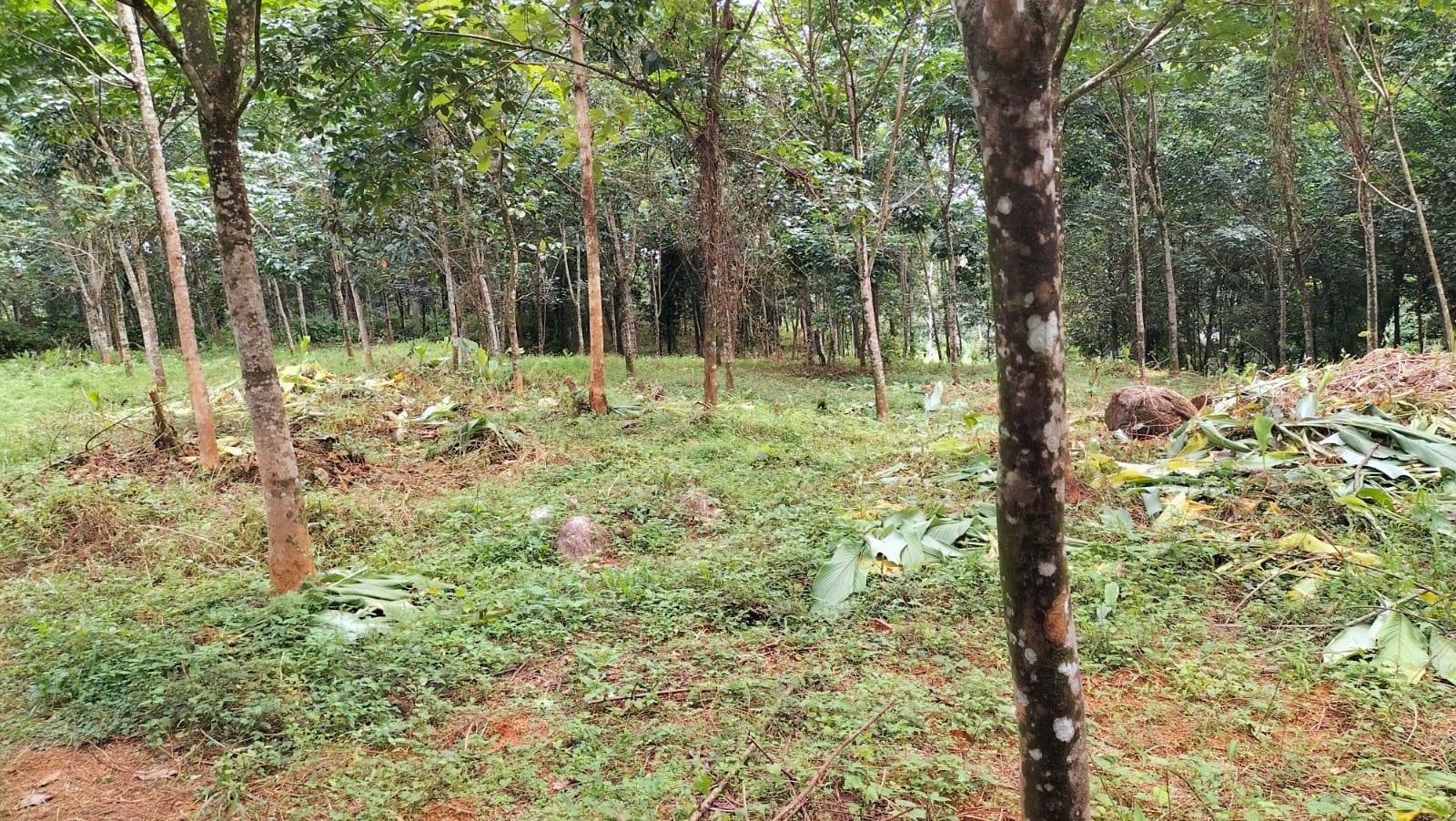 2BHK Unfurnished Premium Luxurious Flat in Panampilly Nagar,Ernakulam, 1420sqft