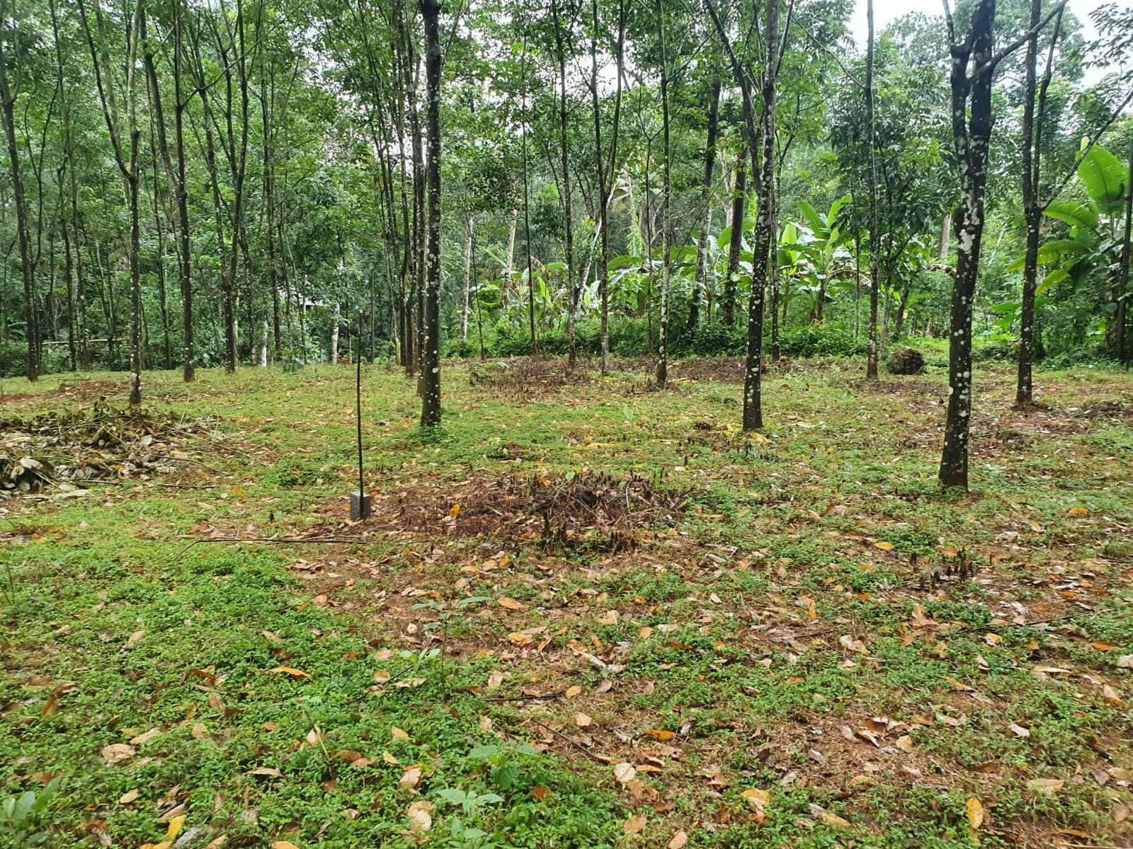 10-50 Cents House Plots - for sale in Kollappally, Kottayam, Kerala