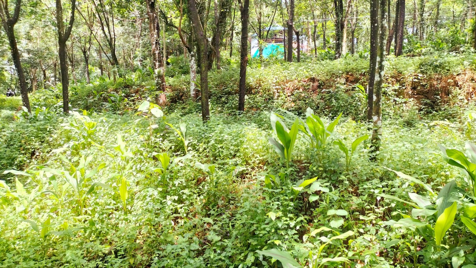 3BHK Fully Furnished Premium Luxurious Flat in Jawaharnagar, Kadavanthra,1713 Sqft - for sale in Jawahar Nagar, Kochi ( Ernakulam ), Kerala