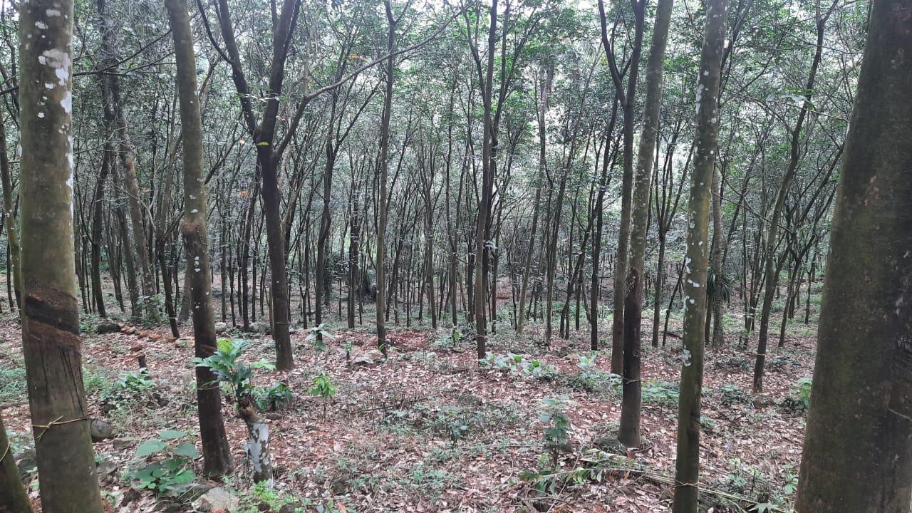 3.75 Acres of Land - for sale in Pravithanam Pala Kottayam, Kottayam, Kerala
