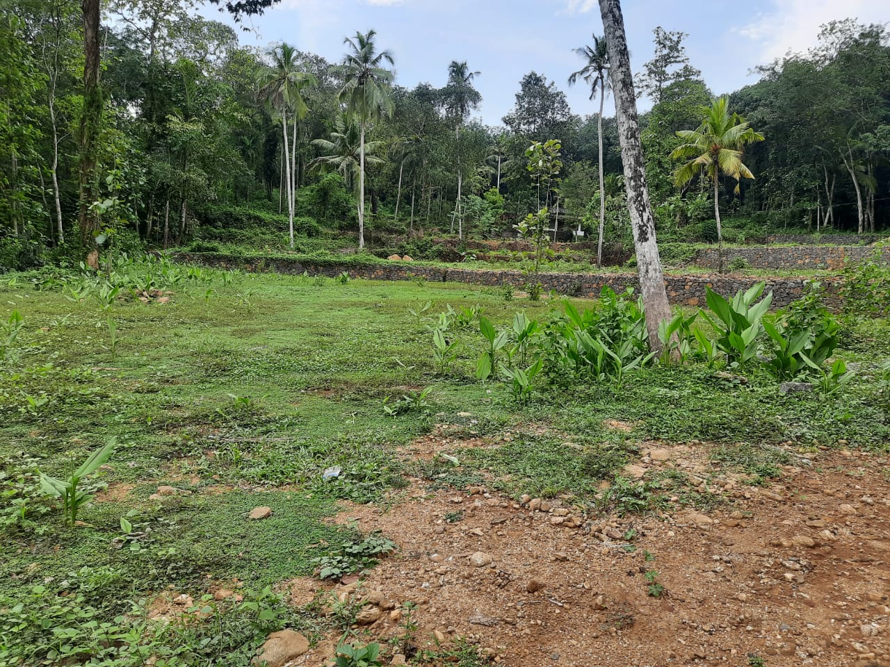 50Cents of Land