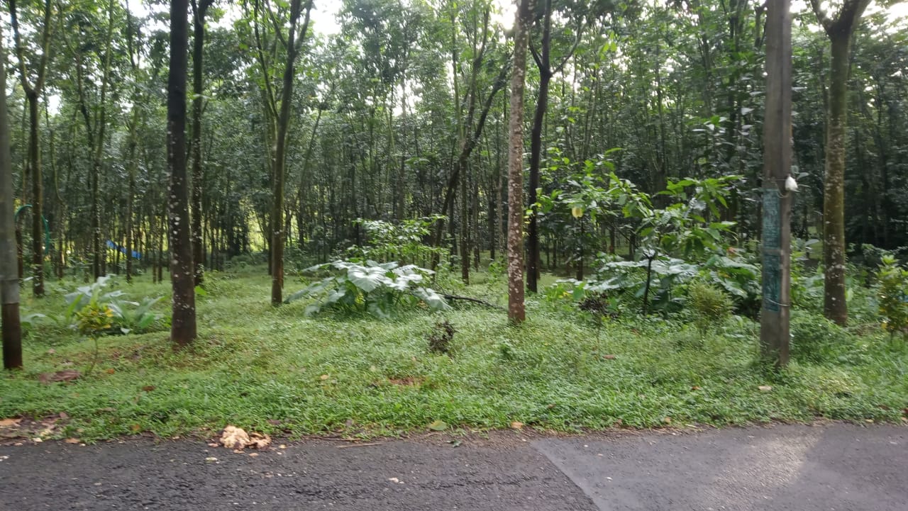 8,10 Cents of residential plots for sale . - for sale in Kollappallypala, Kottayam, Kerala