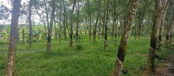 2050 sqft Commercial property for rent in Kadavanthra