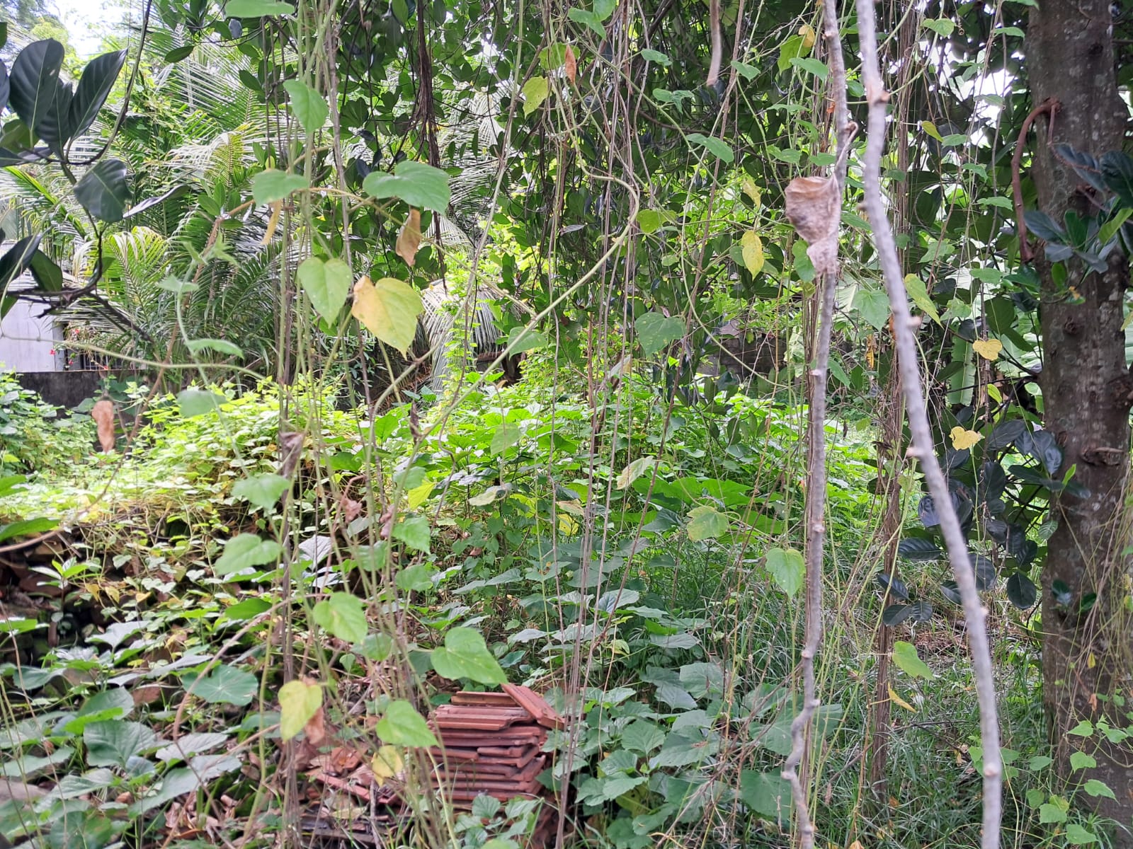 10cent of Residential/ Commercial property near EMC Palarivattom