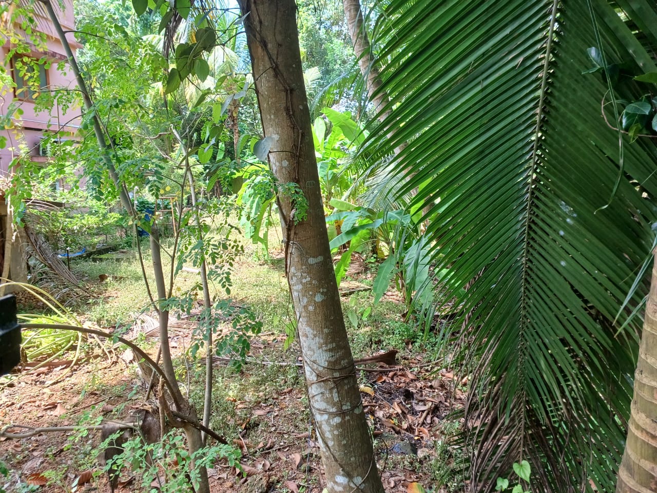 6 cents of Land in Panagad - for sale in Panangad, Kochi ( Ernakulam ), Kerala