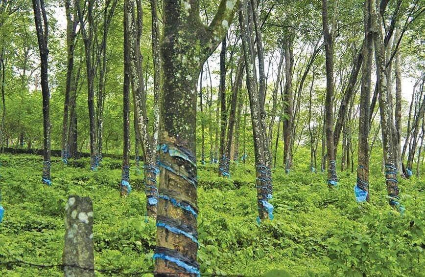 1.7 Acres of Rubber Plantation for sale. - for sale in Ptimtom Ernakulam, Kochi ( Ernakulam ), Kerala