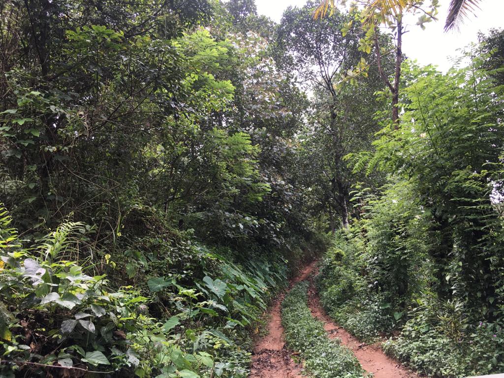 102 Cents of Land - for sale in Kuttikanam, Pathanamthitta, Kerala