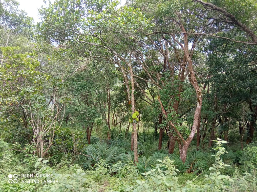 4.5 Acres of Land