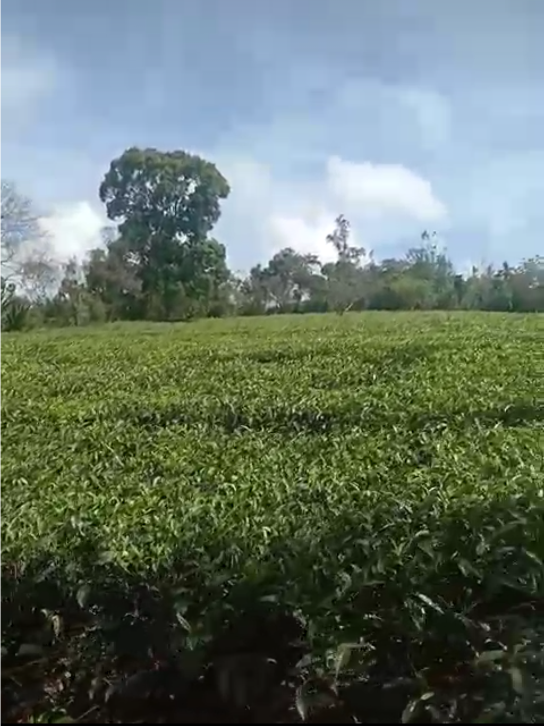 4 Acres of Land