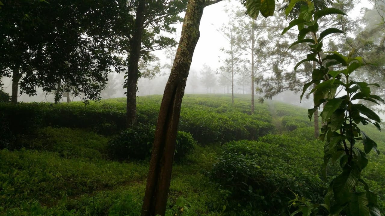50 Acres of Estate - for sale in Peermedu Idukki, Pathanamthitta, Kerala