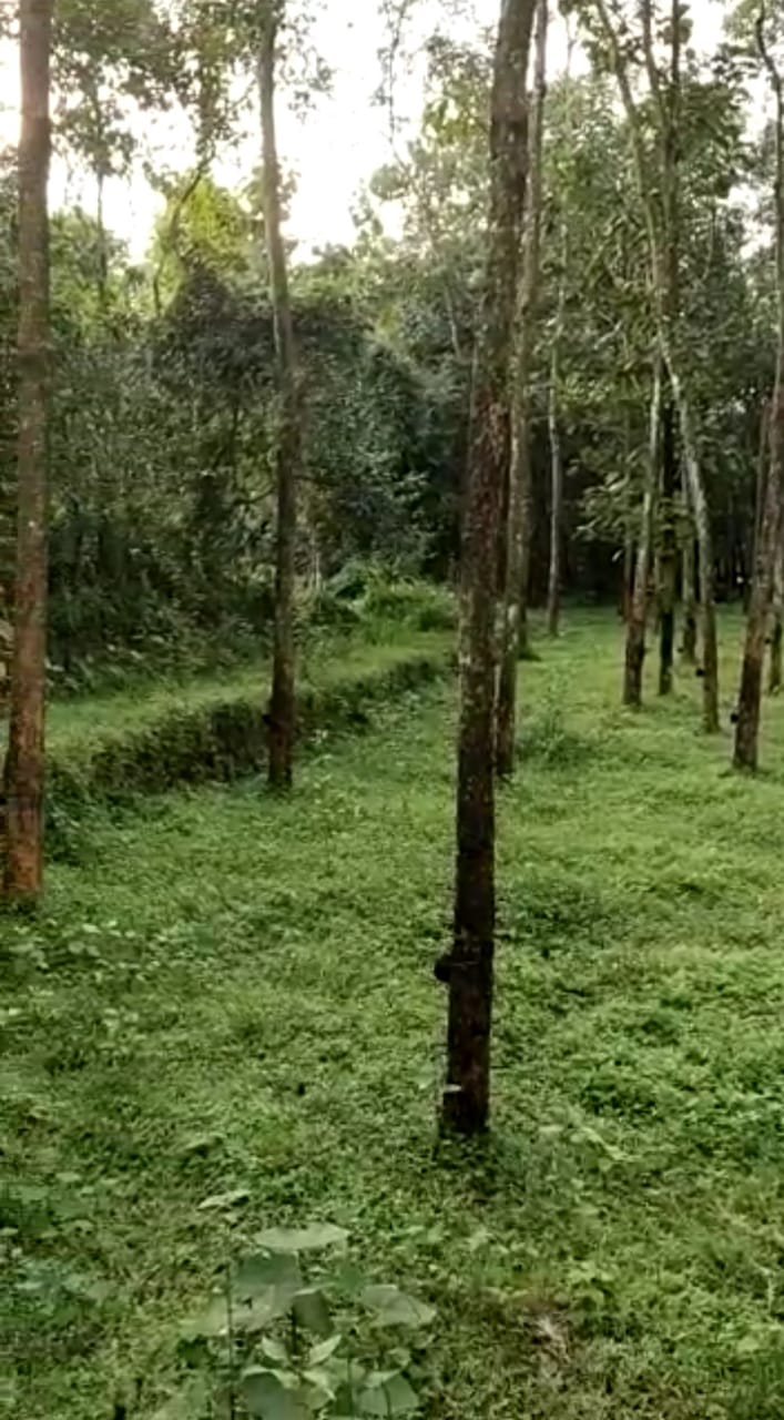 3 ACres of Land - for sale in Perumbavoor, Kochi ( Ernakulam ), Kerala