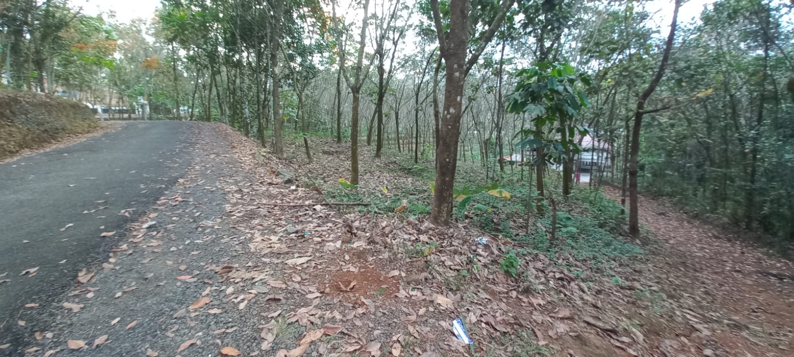 175 cents of Land with old house in Piravom