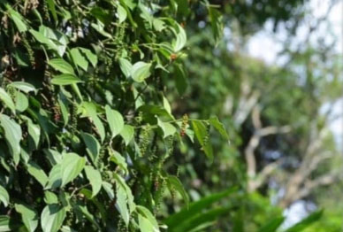 1700  Acres of Plantation for sale.