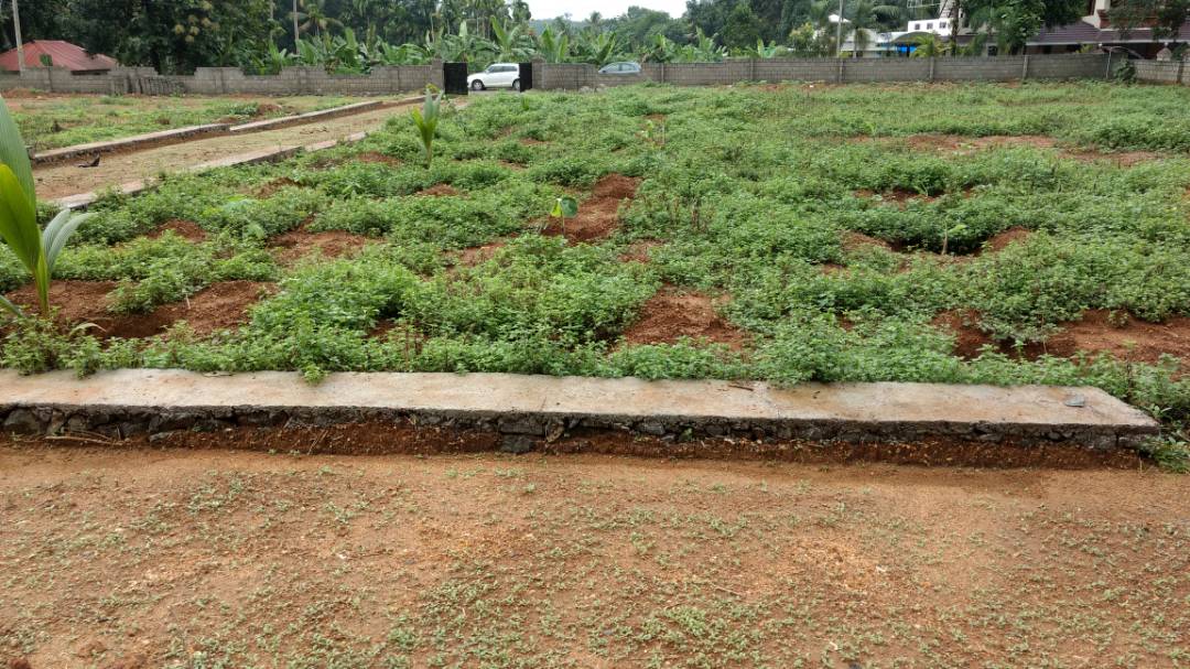 4 cents of land