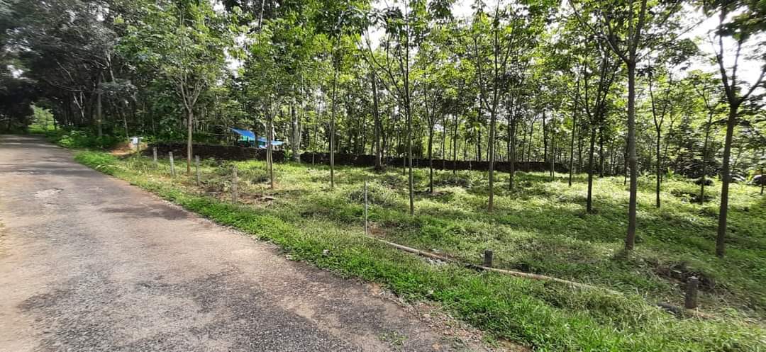 1.75 Acres of Rubber plantation for sale. - for sale in Neeloor, 18, Kerala