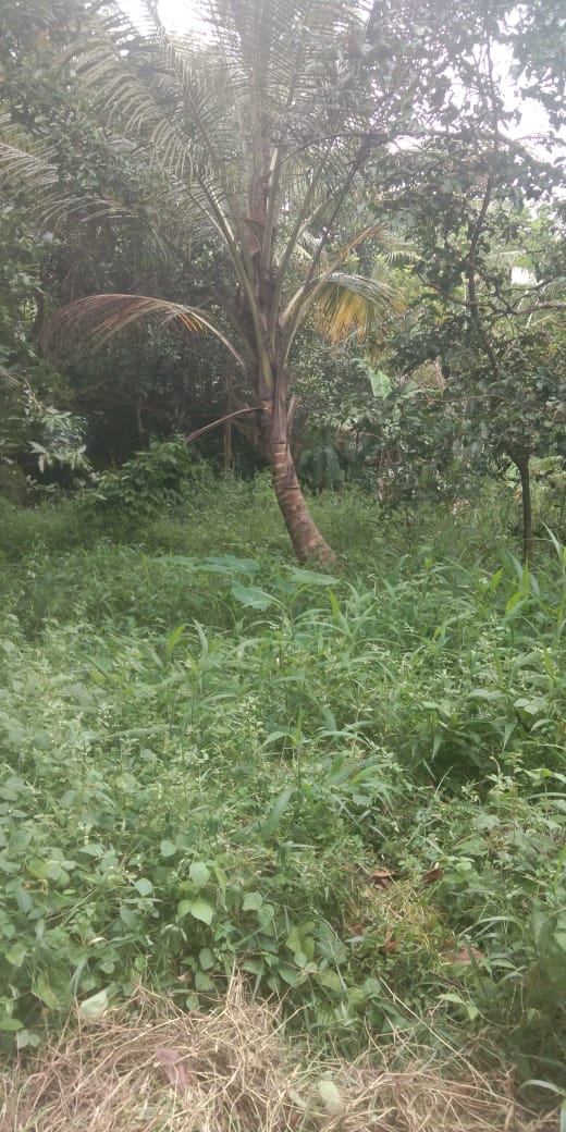 26 cents Land - for sale in Puthiyakavu , Kochi ( Ernakulam ), Kerala