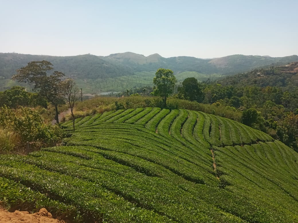 1.10Acres  of Land - for sale in Vagamon Idukki, Idukki, Kerala