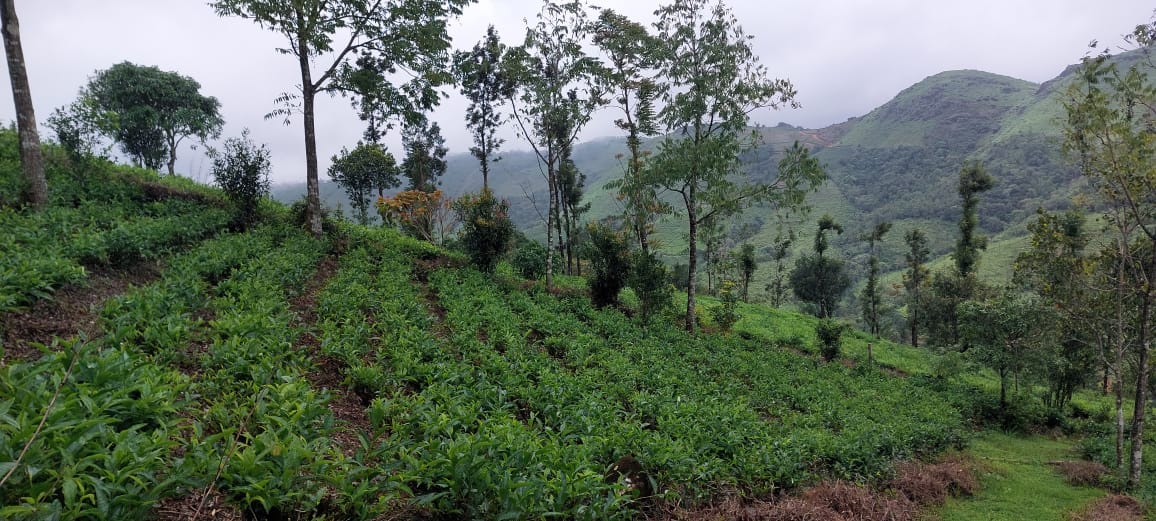 1.50Acre of Land - for sale in Vagamon, Idukki, Kerala