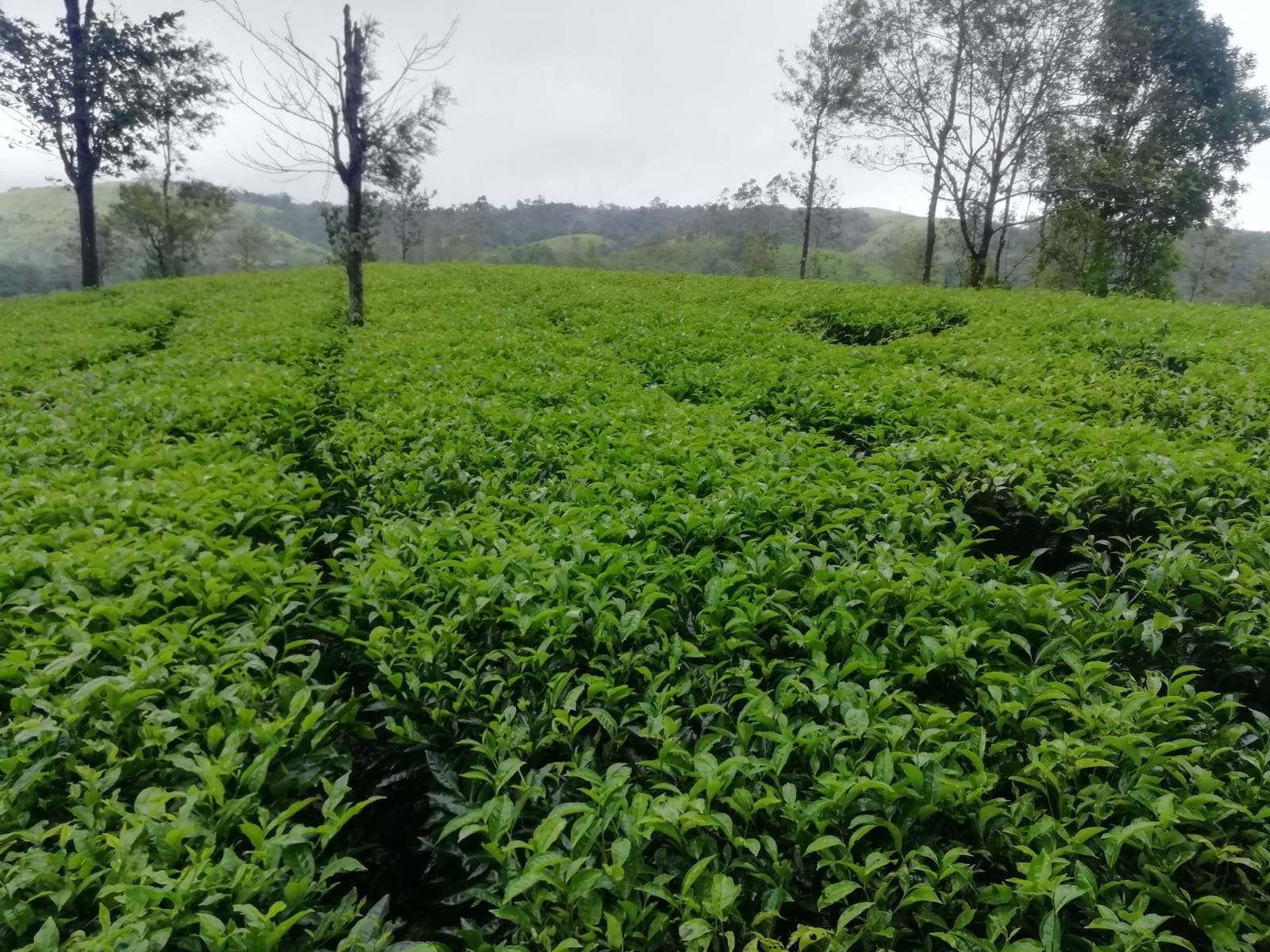 10 cents of Commercial Land