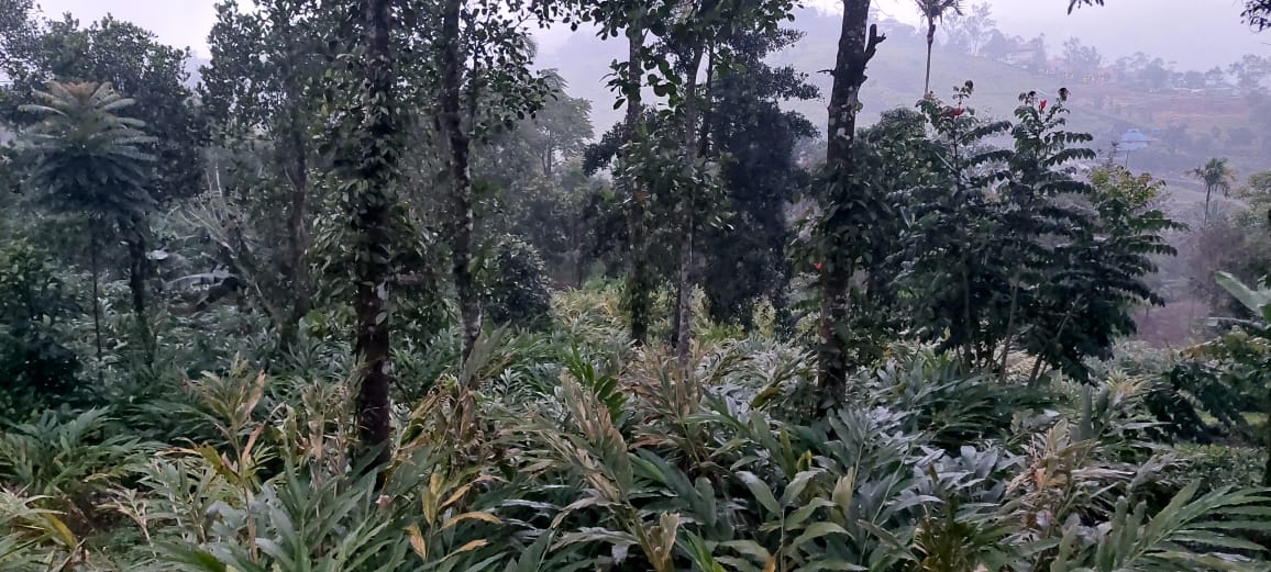 1 Acre of Land