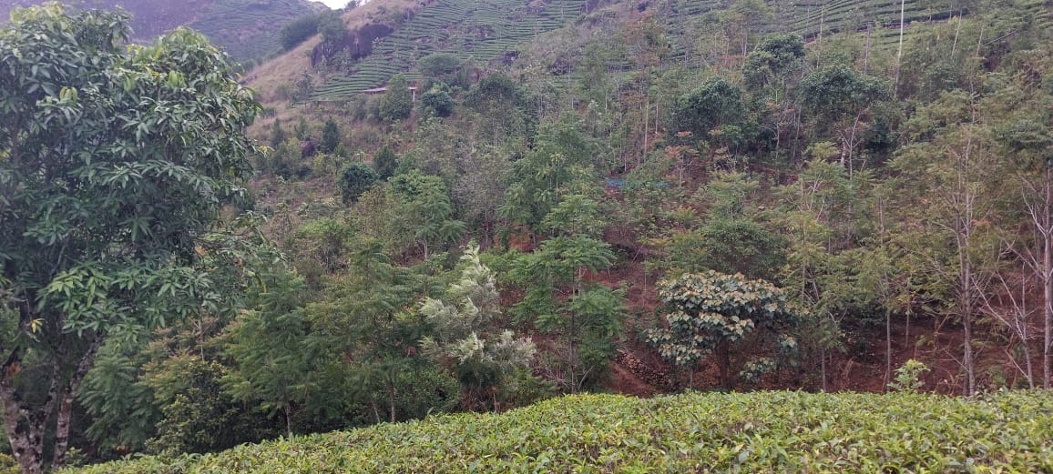 2 Acres of Land