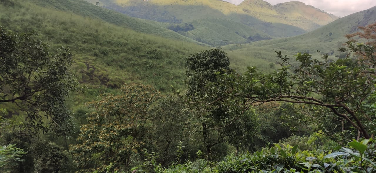 39cent of Land in Athani, Angamaly