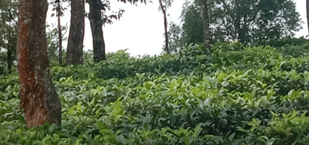 74cents of Land with Old House in Puthencruz - for sale in Puthencruz, Kochi ( Ernakulam ), Kerala