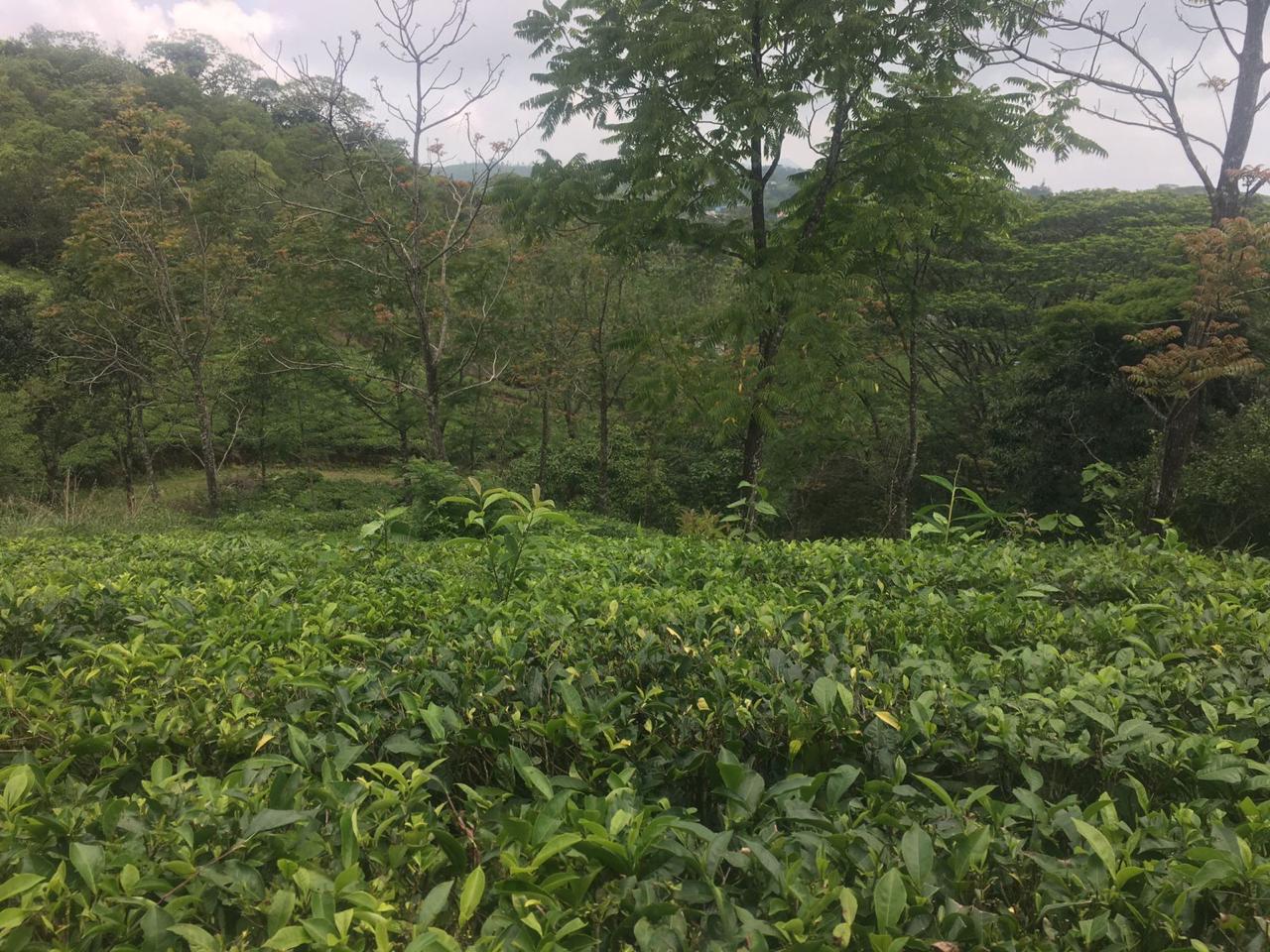74cents of Land with Old House in Puthencruz