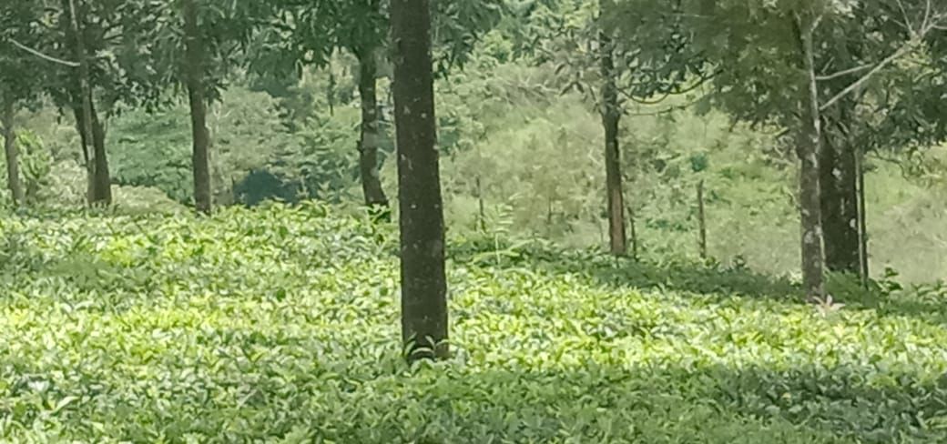 74cents of Land with Old House in Puthencruz