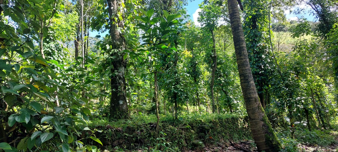 5.580cents of Land Irupanam, Thripunithra